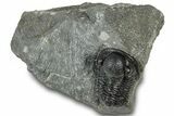 Large Gerastos Trilobite Fossil - Morocco #311242-3